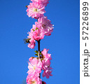 A bee sits on a beautiful Sakura. Japanese cherry. 57226899