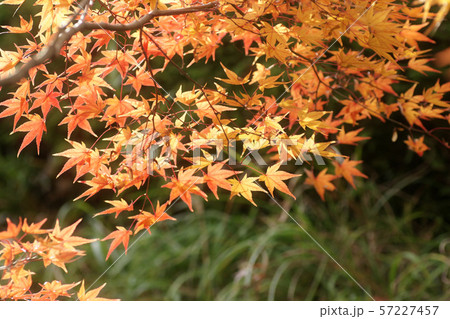 鳥取　四季の散歩　秋　紅葉　東光寺 57227457