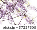 藤（４） 57227608