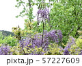 藤（５） 57227609