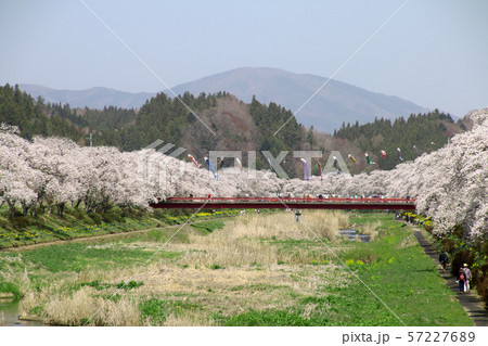 夏井川の千本桜（福島県・小野町） 57227689