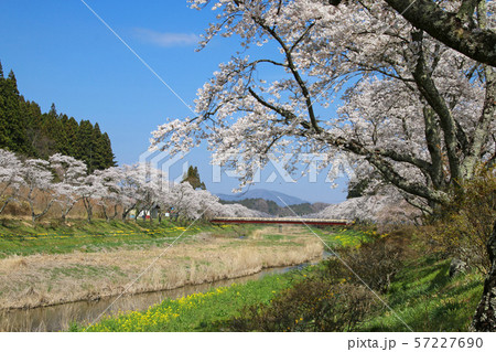 夏井川の千本桜(福島県・小野町) 夏井川の千本桜(福島県・小野町) 57227690