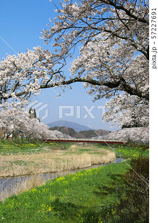 夏井川の千本桜(福島県・小野町) 夏井川の千本桜(福島県・小野町) 57227691