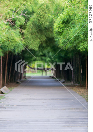 Blurred bamboo tunnel and cement pathway nature Blurred bamboo tunnel and cement pathway nature 57227969