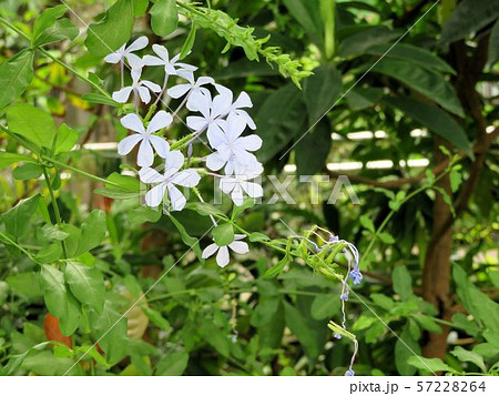 ルリマツリ/夢の島熱帯植物館 ルリマツリ/夢の島熱帯植物館 57228264