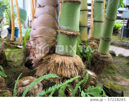 ゾウタケ/夢の島熱帯植物館 ゾウタケ/夢の島熱帯植物館 57228265