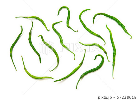 ひもとうがらし ひもとうがらし 57228618