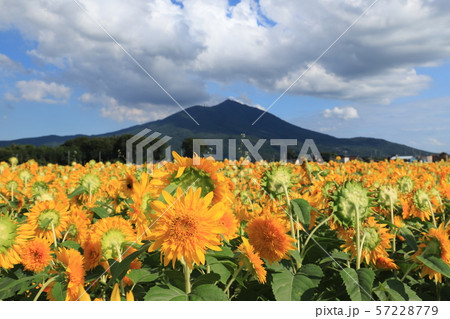 あけのひまわりフェスティバル あけのひまわりフェスティバル 57228779