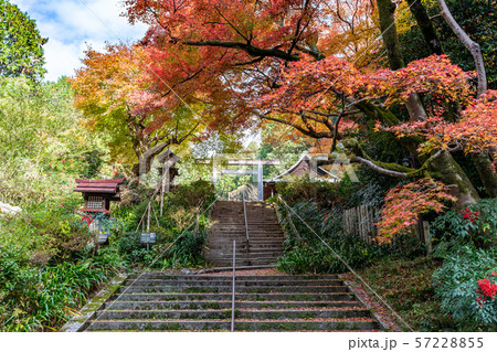 日向大神宮のもみじ 日向大神宮のもみじ 57228855