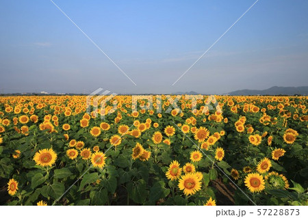ひまわり3832 57228873