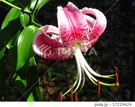 かのこゆり 57229424