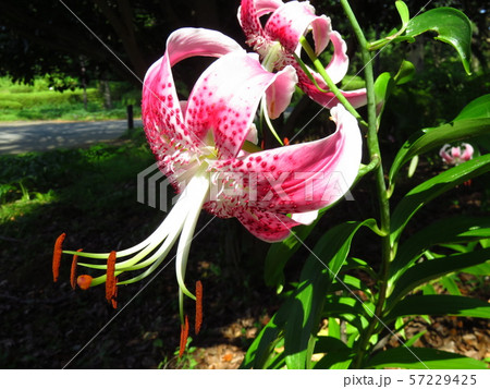 かのこゆり 57229425