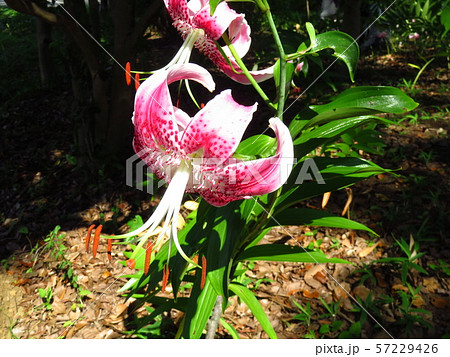 かのこゆり 57229426