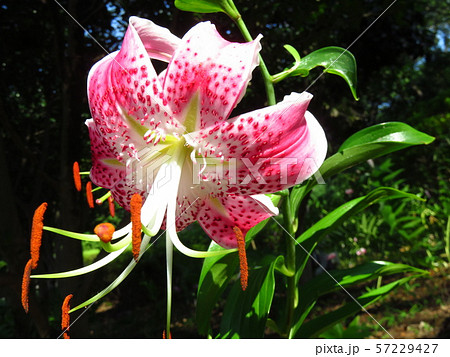 かのこゆり 57229427