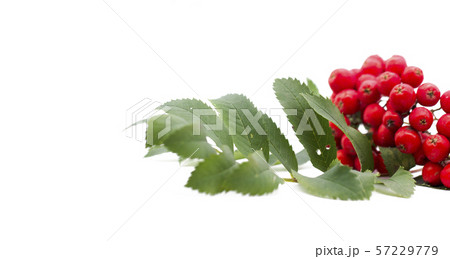 Rowan berry ,mountain ash, Sorbus aucuparia, isolated on a white background Rowan berry ,mountain ash, Sorbus aucuparia, isolated on a white background 57229779