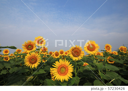 ひまわり4043 57230426