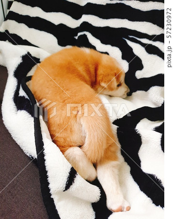 犬 子犬 後姿 57230972
