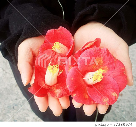椿 花 植物 57230974
