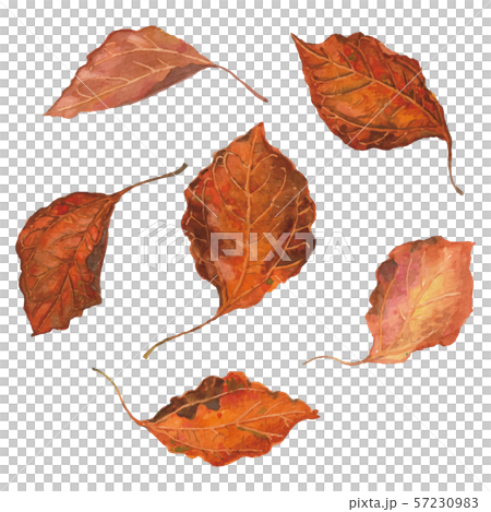 Set of 6 watercolor leaves 57230983