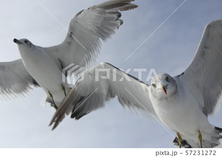 カモメ カモメ 57231272