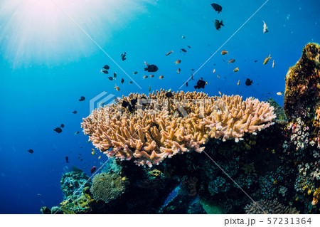 Underwater world with corals and tropical fish. Underwater sea nature in blue ocean Underwater world with corals and tropical fish. Underwater sea nature in blue ocean 57231364