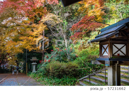 境内の紅葉 日向大神宮 境内の紅葉 日向大神宮 57231662