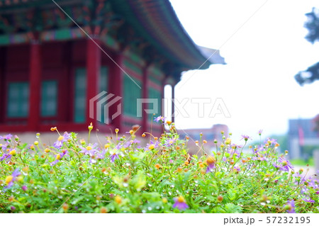 非 花 芽 57232195