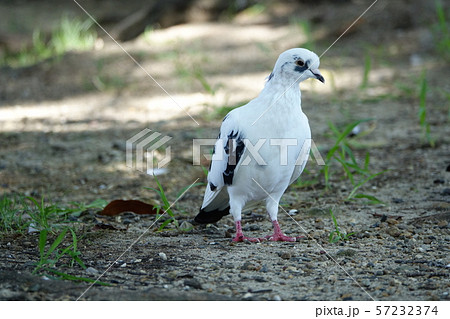 はと (鳩) はと (鳩) 57232374