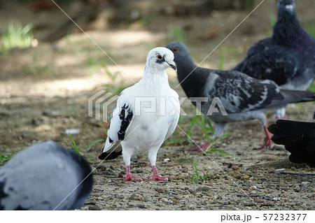 はと　（鳩） 57232377