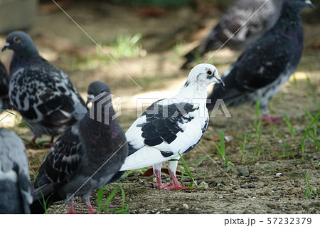 はと　（鳩） 57232379