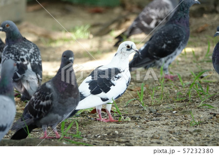 はと　（鳩） 57232380