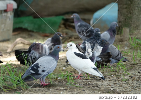 はと　（鳩） 57232382