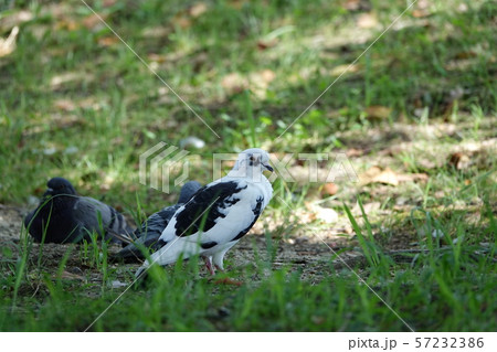はと (鳩) はと (鳩) 57232386