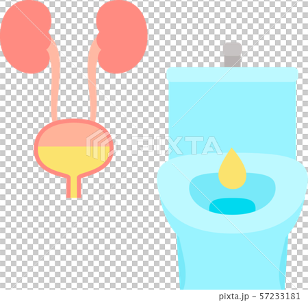 腎，膀胱和排尿的圖像 57233181