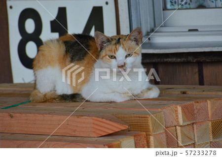 漁港の猫たち 57233278