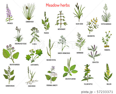 Wild meadow herbs and grasses 57233371