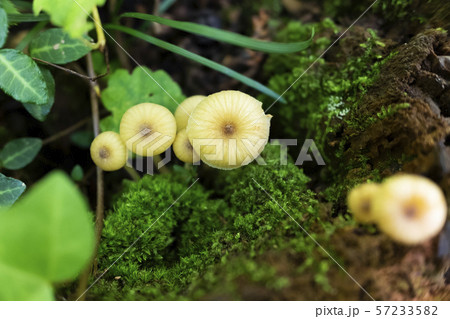 高尾山中のベニヒダタケ 高尾山中のベニヒダタケ 57233582