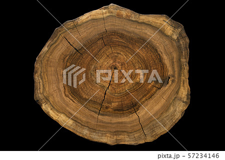 Circular walnut slab with cracks oil finished surface isolated on black 57234146