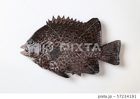 イシガキダイ(石垣鯛) イシガキダイ(石垣鯛) 57234191