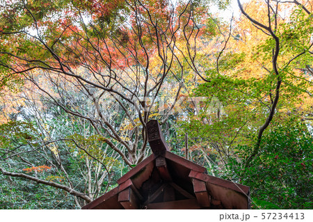 山の紅葉 日向大神宮 山の紅葉 日向大神宮 57234413