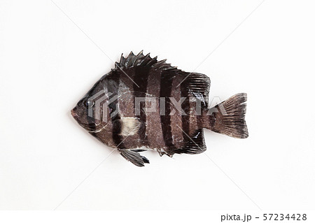 イシダイ(石鯛) 57234428