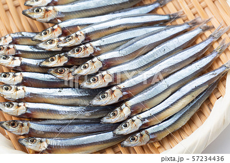 キビナゴ キビナゴ 57234436