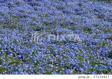 ネモフィラ・ひたち海浜公園（茨城県） 57234927