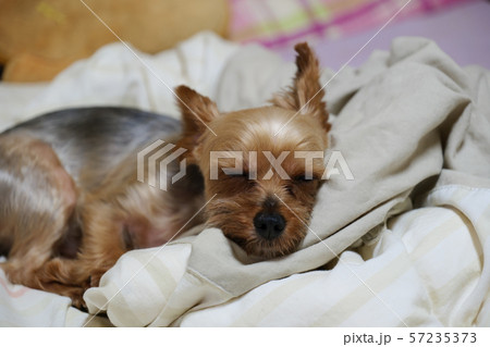 ベッドで眠るヨーキー 57235373