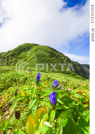 雨飾山登山 （笹平に咲くリンドウの花） 57235458