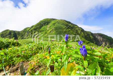 雨飾山登山 （笹平に咲くリンドウの花） 57235459