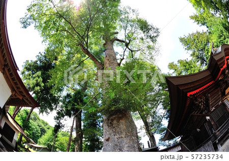 大宮厳鼓神社のケヤキ 大宮厳鼓神社のケヤキ 57235734