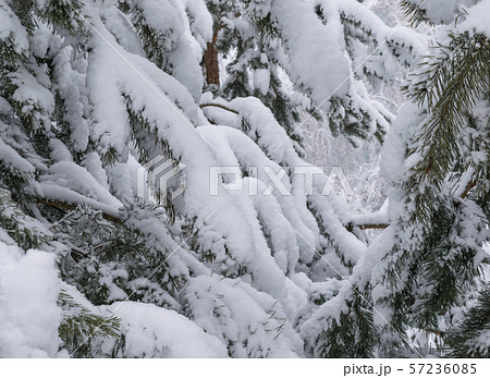 View from the thick of the snowy paws of the pine View from the thick of the snowy paws of the pine 57236085
