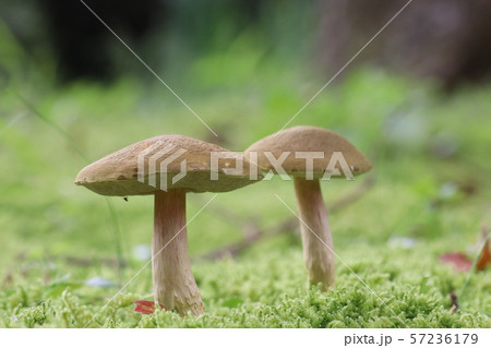 キノコの山 キノコの山 57236179