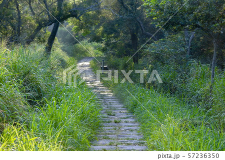 林 森 樹林 57236350